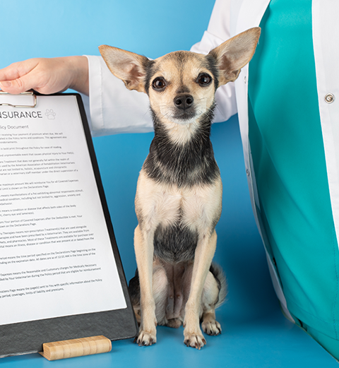 Assurance animaux de compagnie